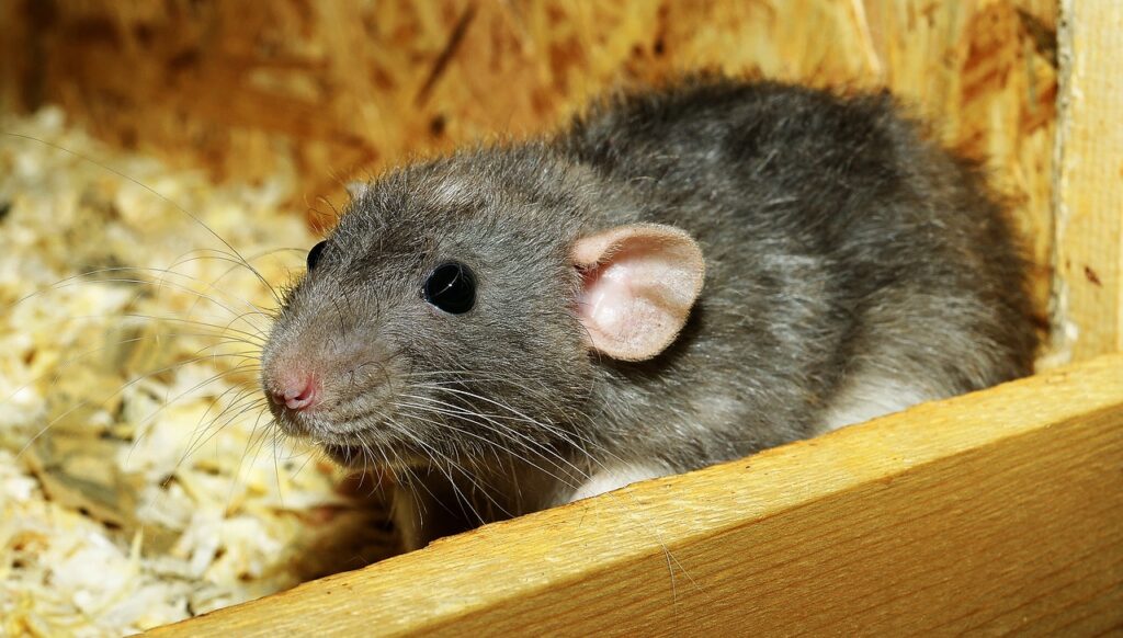 How to Get Rid of Rodents in Attics Rodent Proof Your Attic